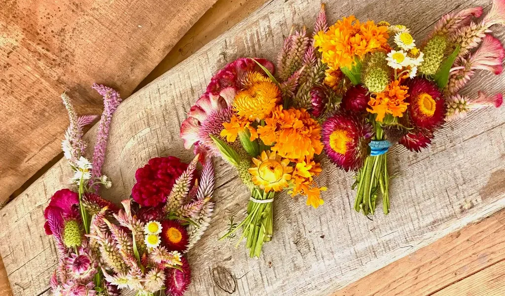 Dried flower wholesalers